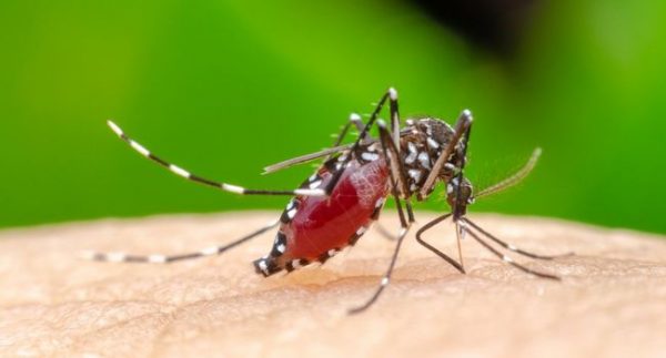 moustique de la dengue